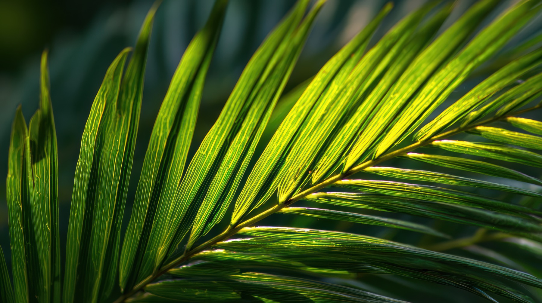 A palm frond lit by the sun